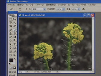 Photoshop CS2 使用課程快速蒙版