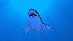 图像 CG 鲨鱼