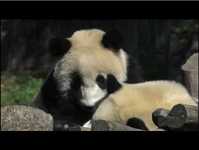 Panda home-Crouching Dragon （ commentary is only Chinese ）