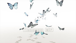 Image CG Butterfly Butterfly