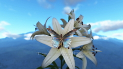 영상 CG 나비 · 백합