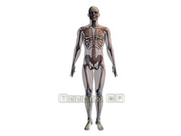Image CG human body