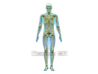 Image CG human body