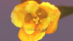 Image CG flowers