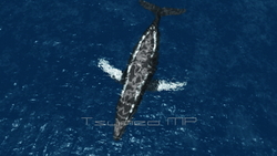 Image CG whales