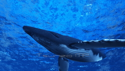 圖像 CG 鯨魚