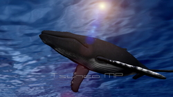 映像CG クジラ