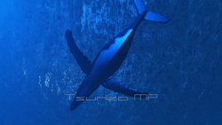 图像 CG 鲸鱼