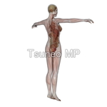 Illustration CG human body