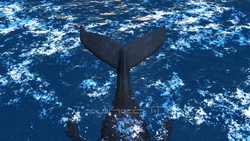 映像CG クジラ