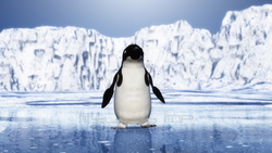 图像 CG 企鹅