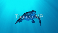 CG illustrations turtles