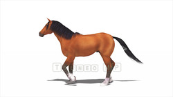 Image CG horses Horse