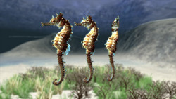 Image CG seahorse