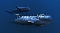 Illustration CG whales