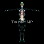 CG human body illustration