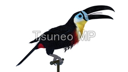Illustration and CG Toucan (wire frame)